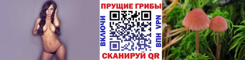 kraken   купить наркотики сайты  Пермь  Галлюциногенные грибы Psilocybine cubensis 